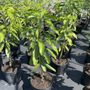 Photo of Julie's Tropical Plants