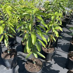 Julie's Tropical Plants - 3 gallon of different varieties of mangoes