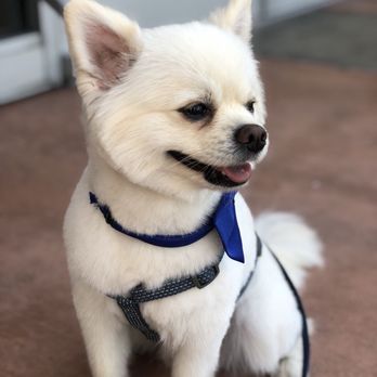 Dazzling Pup - Bee after the cut - Pet Groomers Near Me - San Gabriel, California