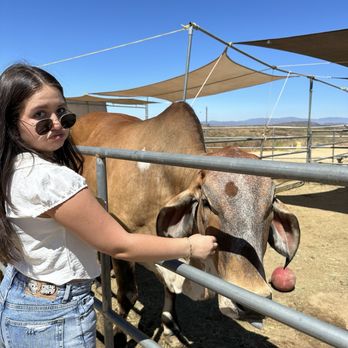 Sugarplum Zoo - The sweetest cow, she came over for pets - Chocolatiers & Shops Near Me - Temecula, California Sugarplum Zoo - The sweetest cow, she came over for pets - Chocolatiers & Shops Near Me - Temecula, California