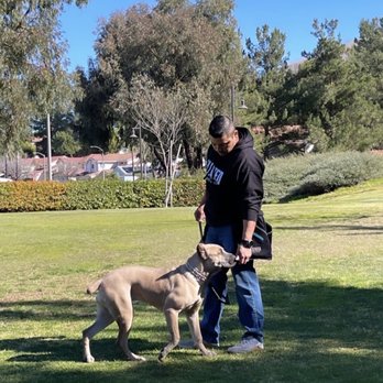Elevated Canine Academy - Our Cane Corso meeting her trainer Mark for the first time - Pet Training Near Me Elevated Canine Academy - Our Cane Corso meeting her trainer Mark for the first time - Pet Training Near Me