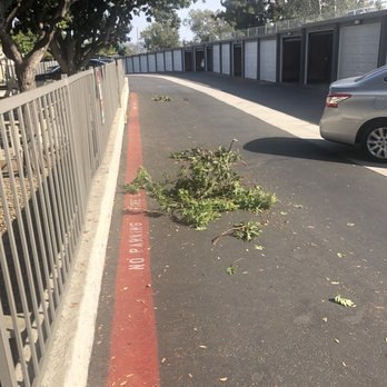 Bonita Cedars Apartments - fallen branches on complex road - Apartments Near Me - Bonita, California