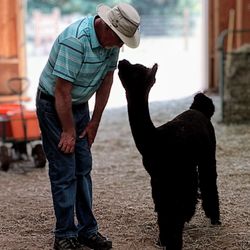 Northern Blessings Alpacas - A private conversation.