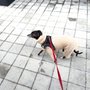 Photo of Jersey City Dog Walking