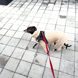 Jersey City Dog Walking - Remy out for a strut!
