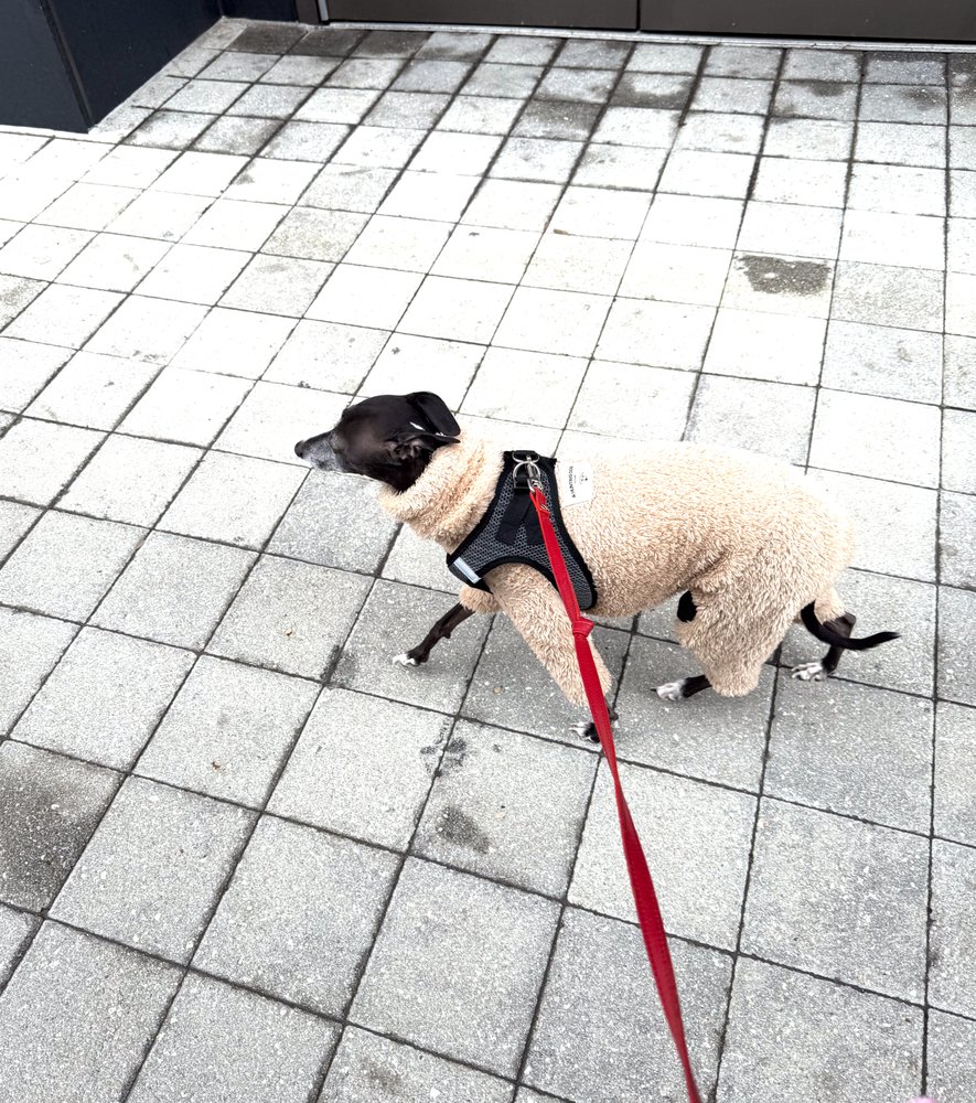 Jersey City Dog Walking - pet boarding facility in Jersey City, NJ
