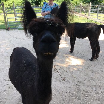 Jersey Shore Alpacas - Our Favorite Alpaca coming in for a photo, or maybe a carrot. "What? No carrots ?" (All gone hand signal.) - Zoos Near Me - Cape May, New Jersey Jersey Shore Alpacas - Our Favorite Alpaca coming in for a photo, or maybe a carrot. "What? No carrots ?" (All gone hand signal.) - Zoos Near Me - Cape May, New Jersey