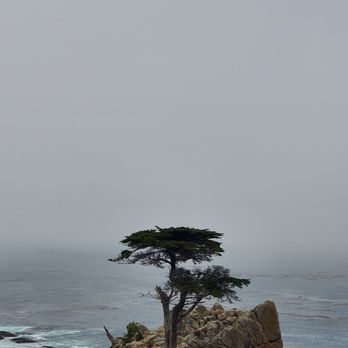 Big Sur Adventures - The lone Cypress, one of the stops on our peninsular ride. - Bike Rentals Near Me - Pacific Grove, California