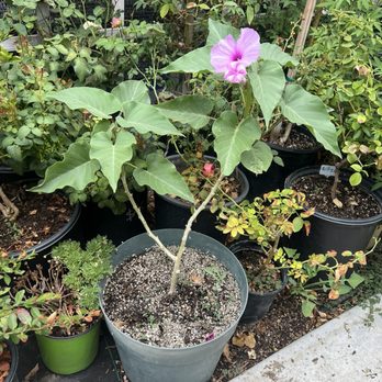 Shuna’s Succulent House - Nurseries & Gardening Near Me - Chino, California