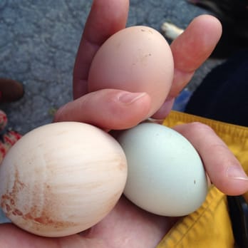 Verdant View Farm - Fresh eggs - we found them in the henhouse! Holy crap! - Bed & Breakfast Near Me - Paradise, Pennsylvania Verdant View Farm - Fresh eggs - we found them in the henhouse! Holy crap! - Bed & Breakfast Near Me - Paradise, Pennsylvania
