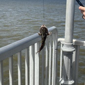Cedar Key Fishing Pier - Cedar Key Pier - Fishing Near Me - Cedar Key, Florida Cedar Key Fishing Pier - Cedar Key Pier - Fishing Near Me - Cedar Key, Florida