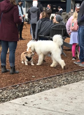 Bark Social by null