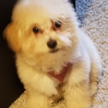 Doggie Days - Pet Sitting Near Me - Chula Vista, California Doggie Days - Pet Sitting Near Me - Chula Vista, California