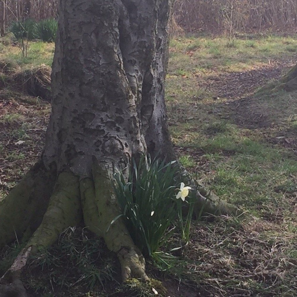 Cairnhill Woods - Lovely Spring flowers! - Parks Near Me - Bearsden, EDU
