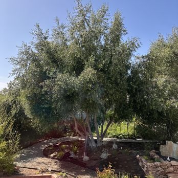 JMV Tree Service - Before photo. - Tree Services Near Me - Hayward, California