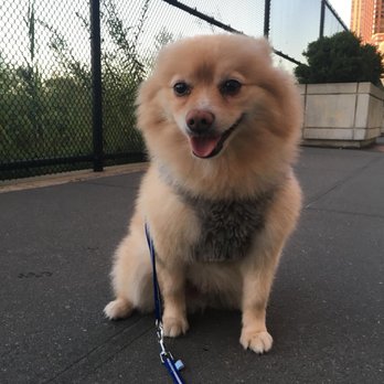 ProspectBArk! - Strolling through Riverside Park on a daily walk with Matt. - Dog Walkers Near Me - Brooklyn, New York ProspectBArk! - Strolling through Riverside Park on a daily walk with Matt. - Dog Walkers Near Me - Brooklyn, New York