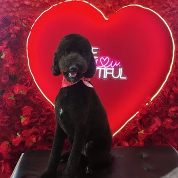 Bella Banana Pet Spa - Pet Groomers Near Me - Torrance, California Bella Banana Pet Spa - Pet Groomers Near Me - Torrance, California