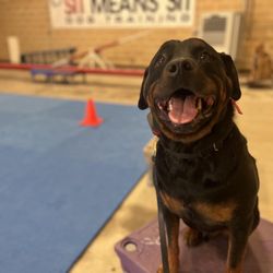 Sit Means Sit - Tyson my baby