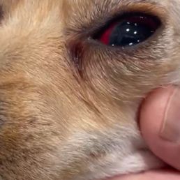 Eye injury SUPPOSEDLY from shampoo