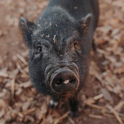 Pig Luv - Ms Beatrice