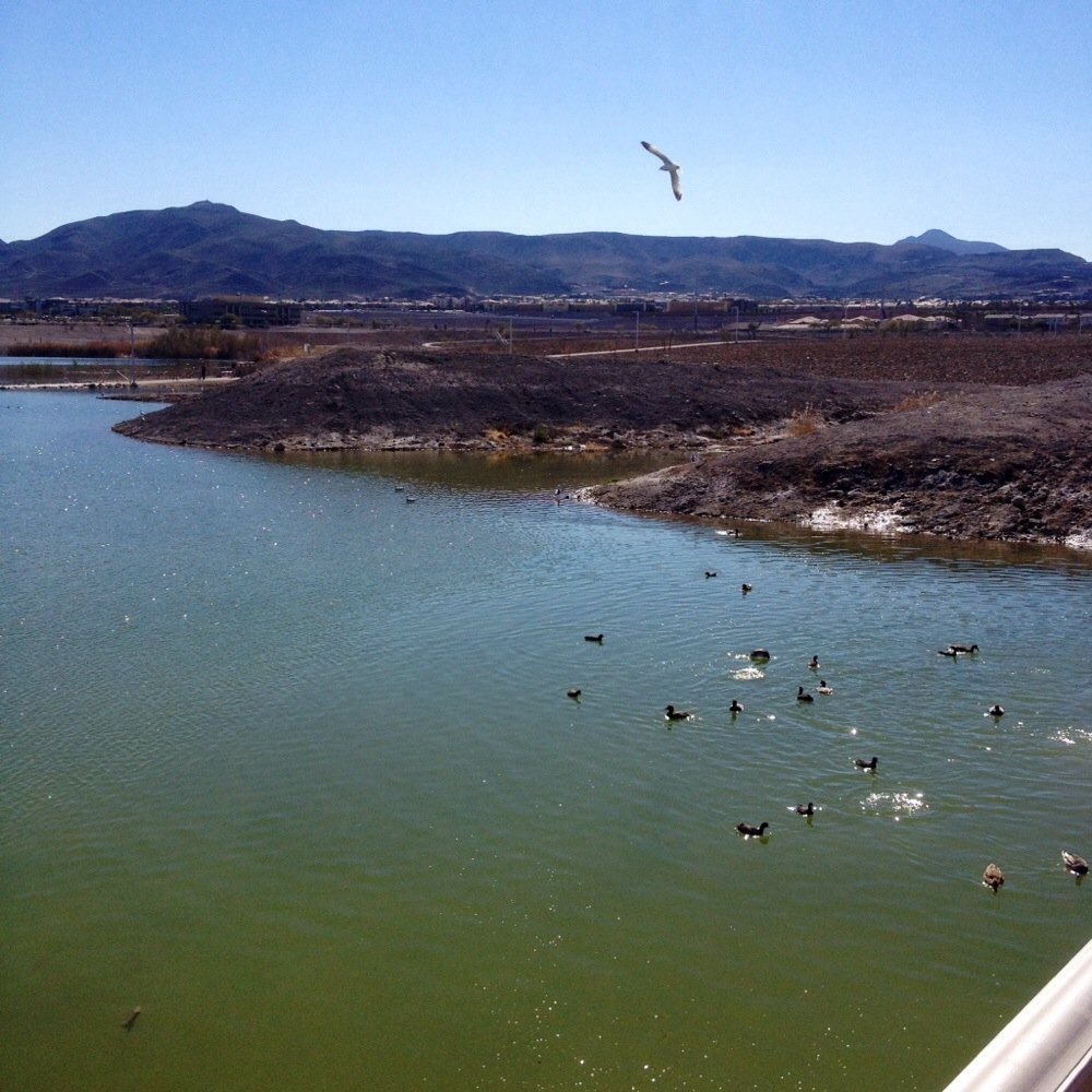 Cornerstone Park - Ducks having a great day too! - Lakes Near Me - Henderson, Nevada