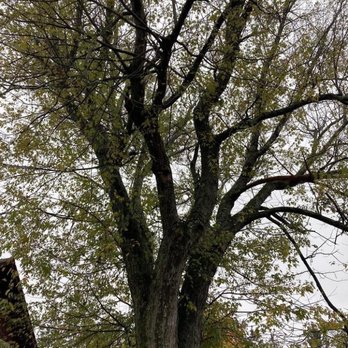 McClure's Tree Service - 100 foot 225 yr old Silver Maple tree - Landscaping Near Me - Keene, New Hampshire