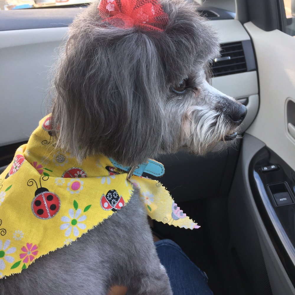 Star Mutts - Pet Groomers Near Me - Fresno, California Star Mutts - Pet Groomers Near Me - Fresno, California