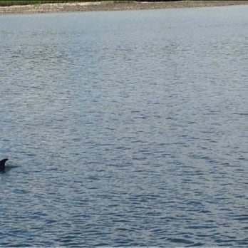 Captain Mark's Dolphin Cruise - One of many Dolphins we saw on our trip. - Whale Watching Tours Near Me - Hilton Head Island, South Carolina Captain Mark's Dolphin Cruise - One of many Dolphins we saw on our trip. - Whale Watching Tours Near Me - Hilton Head Island, South Carolina