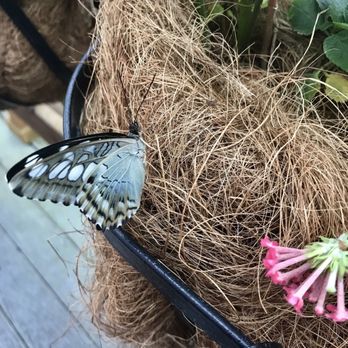 Butterfly Pavilion - Butterfly Pavilion - Museums Near Me - Westminster, Colorado Butterfly Pavilion - Butterfly Pavilion - Museums Near Me - Westminster, Colorado
