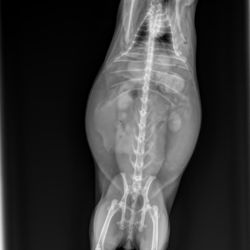 Ambassador Long Beach Veterinary Hospital