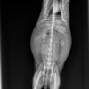 Ambassador Long Beach Veterinary Hospital gift card