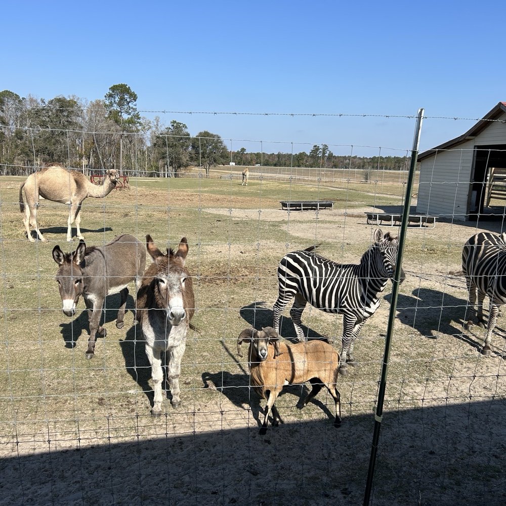 Wild Georgia Safari Park - Petting Zoos Near Me - Metter, Georgia Wild Georgia Safari Park - Petting Zoos Near Me - Metter, Georgia