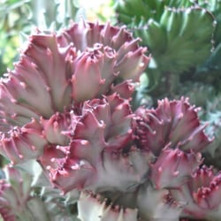 Upland Nursery - Imperial Jade Cactus
