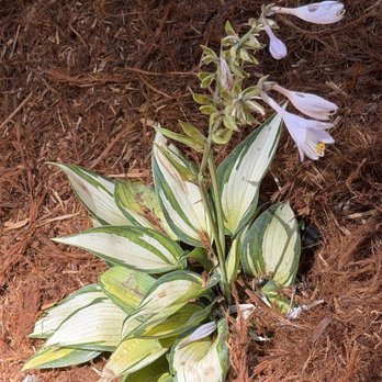 Lot Fence Works - The plants are thriving. This Hosta is blooming. - Fences & Gates Near Me - Concord, California Lot Fence Works - The plants are thriving. This Hosta is blooming. - Fences & Gates Near Me - Concord, California