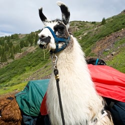 Redwood Llamas - up close and personal with mr. llama!