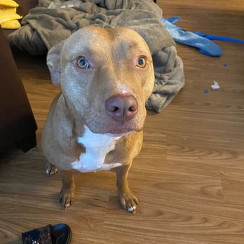 Cali K9 - Pet Training Near Me - San Jose, California
