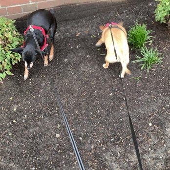 Capitol Hill Petcare - gray and henny putting in work today. - Pet Sitting Near Me Capitol Hill Petcare - gray and henny putting in work today. - Pet Sitting Near Me