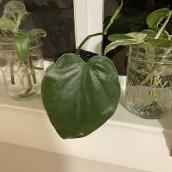 Larkspur Botanicals - Monstera start for $3. Excited to start from the beginning with this little baby. - Nurseries & Gardening Near Me - Portland, Oregon Larkspur Botanicals - Monstera start for $3. Excited to start from the beginning with this little baby. - Nurseries & Gardening Near Me - Portland, Oregon