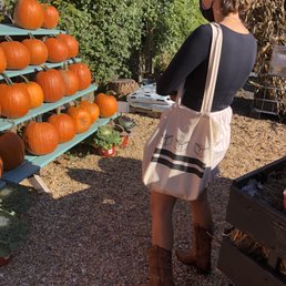 Perusing pumpkin choices Perusing pumpkin choices