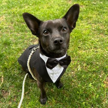 Fetch & Favor - Pet Sitting Near Me Fetch & Favor - Pet Sitting Near Me