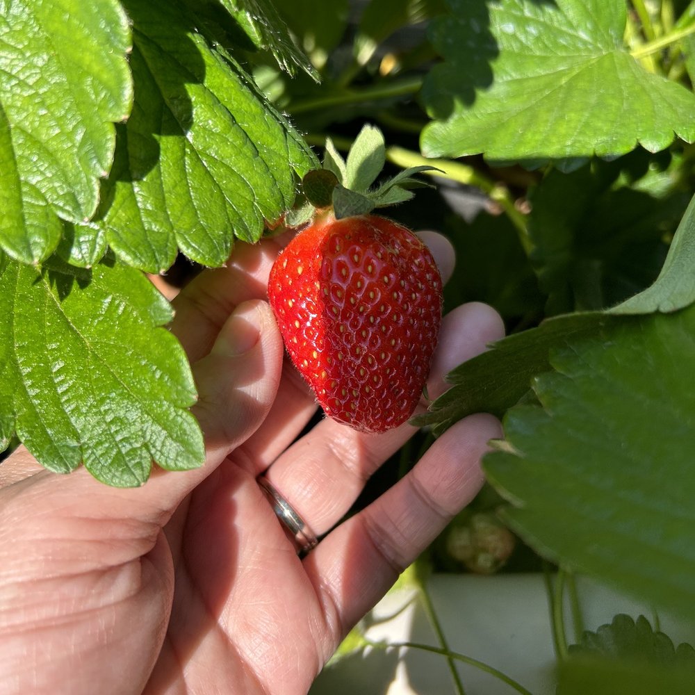 Hunter Farms - Pick Your Own Farms Near Me - Easley, South Carolina