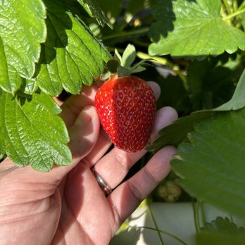 Hunter Farms - Pick Your Own Farms Near Me - Easley, South Carolina
