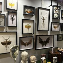 Curiosities - Incredible taxidermy