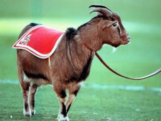 RheinEnergieSTADION by null