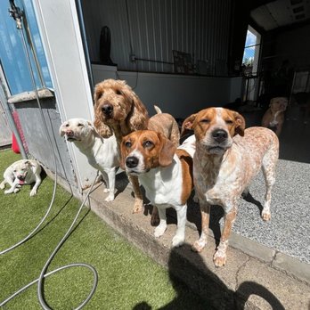Playtime Pet Resort - Dog Walkers Near Me - Windham, New Hampshire