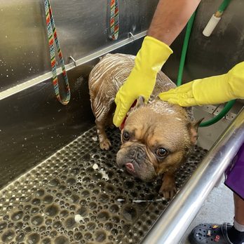 The Pet Wash - Pet Groomers Near Me - El Segundo, California The Pet Wash - Pet Groomers Near Me - El Segundo, California