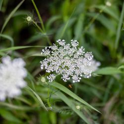 A Path to Natural Health