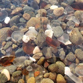 Glass Beach - goby fish? - Beaches Near Me Glass Beach - goby fish? - Beaches Near Me