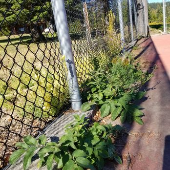 Cooper Spur Mountain Resort - More weeds at the dilapidated tennis court. - Ski Resorts Near Me - Mt Hood, Oregon Cooper Spur Mountain Resort - More weeds at the dilapidated tennis court. - Ski Resorts Near Me - Mt Hood, Oregon