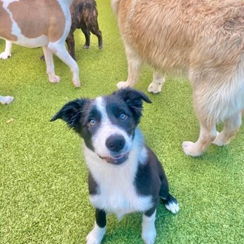 Doggy Resort SRQ - Winter - Pet Training Near Me - Sarasota, Florida